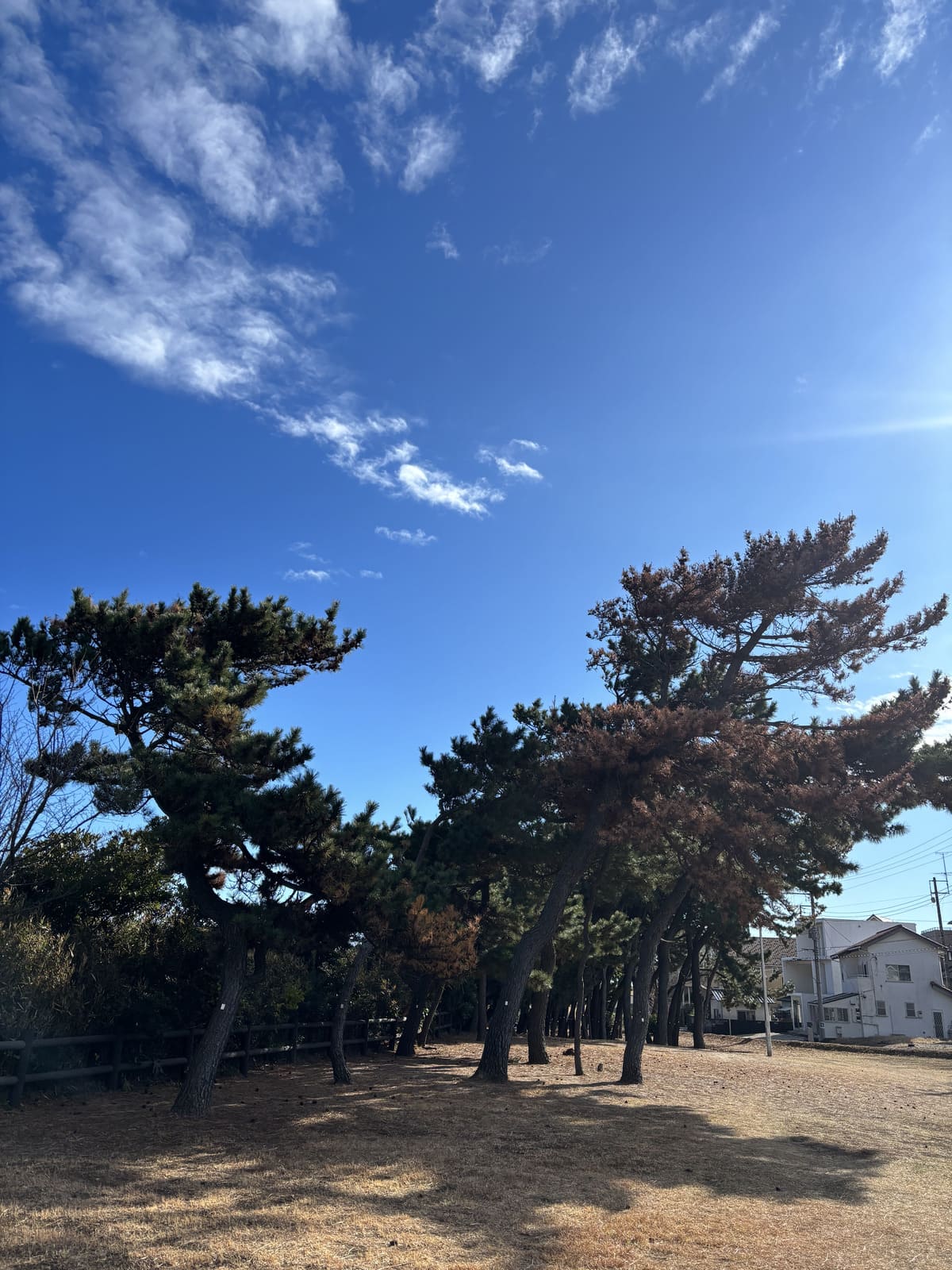 日立灯台付近 松