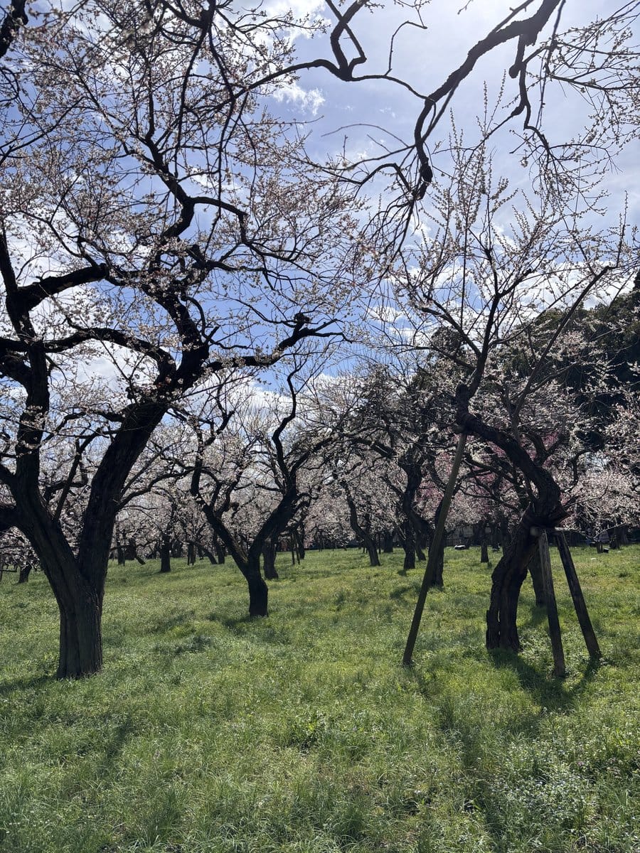 偕楽園 水戸の梅まつり
