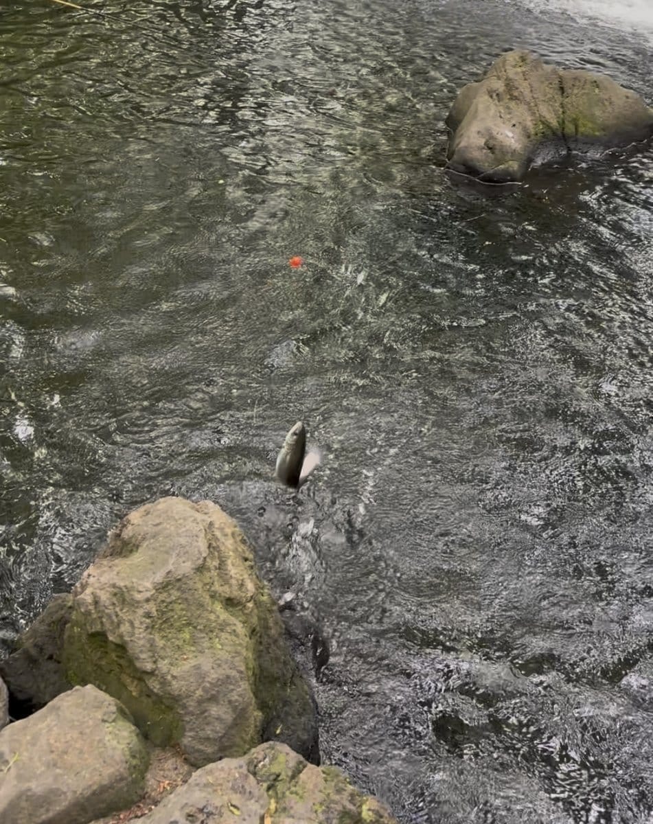 清水公園 ニジマス釣り 釣れた瞬間 水面から跳ねる