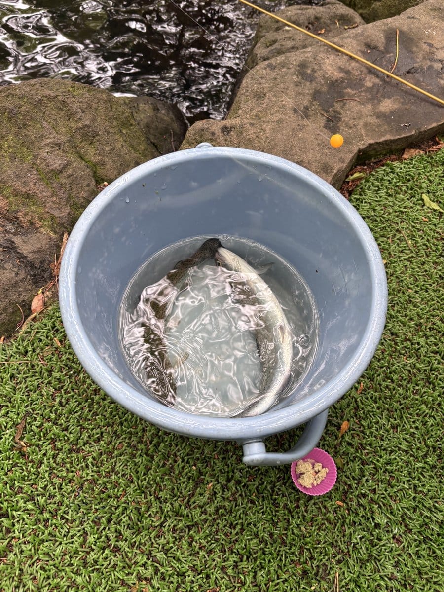 清水公園 ニジマス釣り バケツの中のニジマス