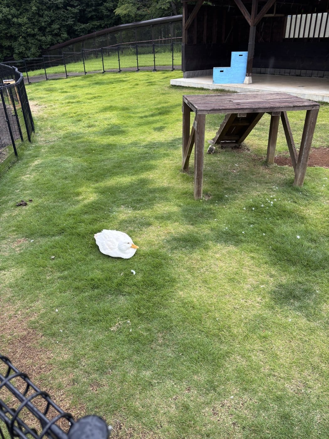 牛久大仏のふれあい動物公園で芝生にくつろぐ白いアヒル