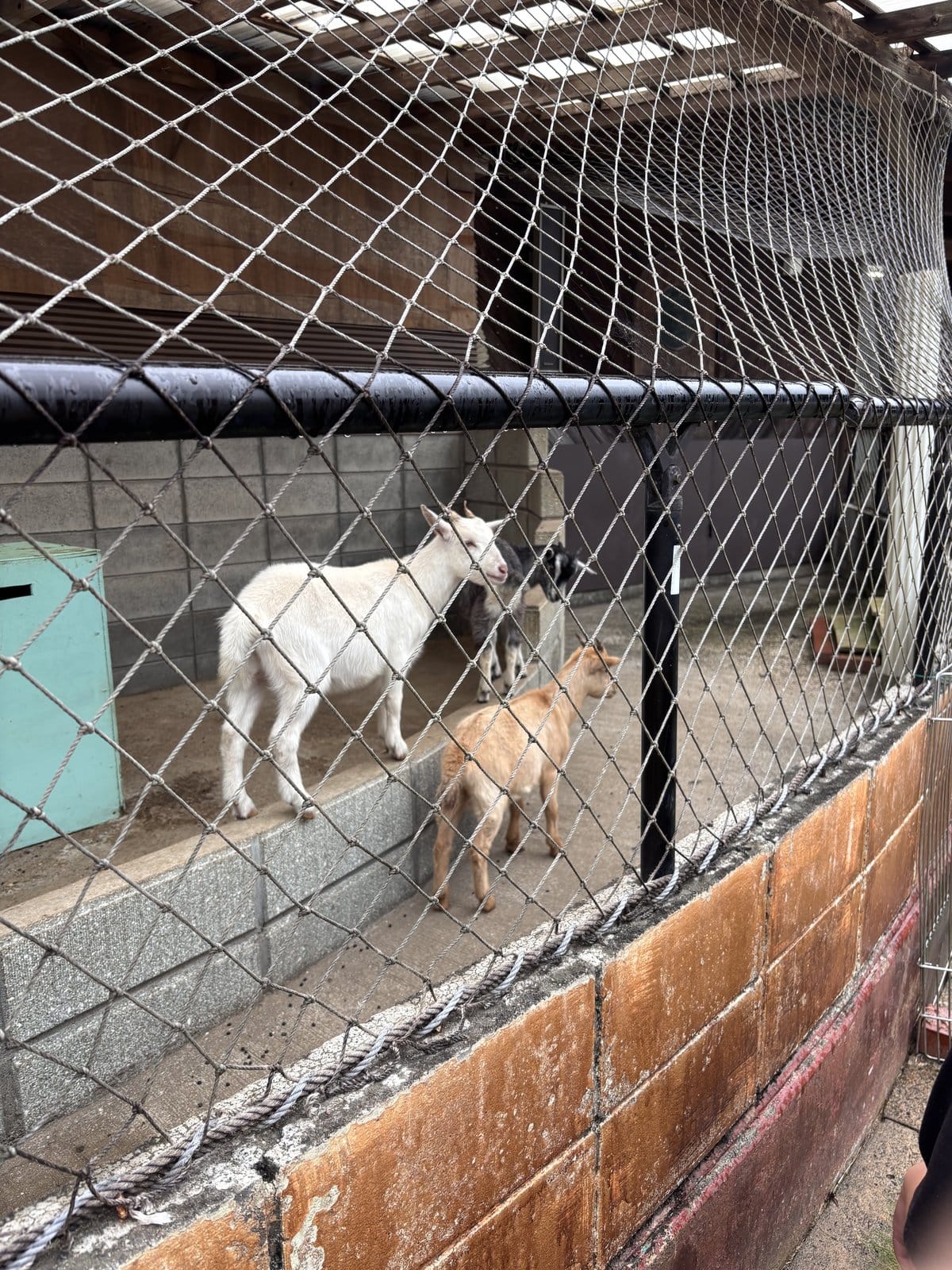 牛久大仏のふれあい動物公園にいる白ヤギと子ヤギ ミルクあげ体験もできる