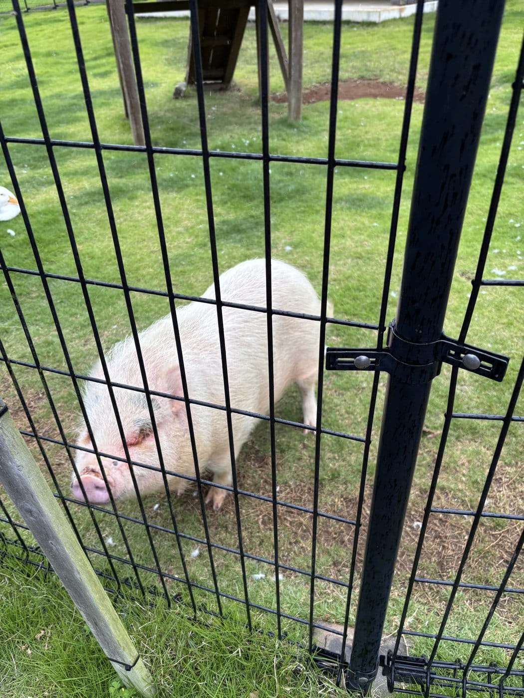 牛久大仏のふれあい動物公園にいるミニブタ