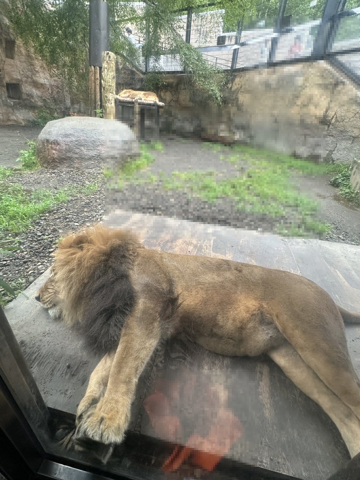 旭山動物園 もうじゅう館 ガラス際で昼寝するライオン