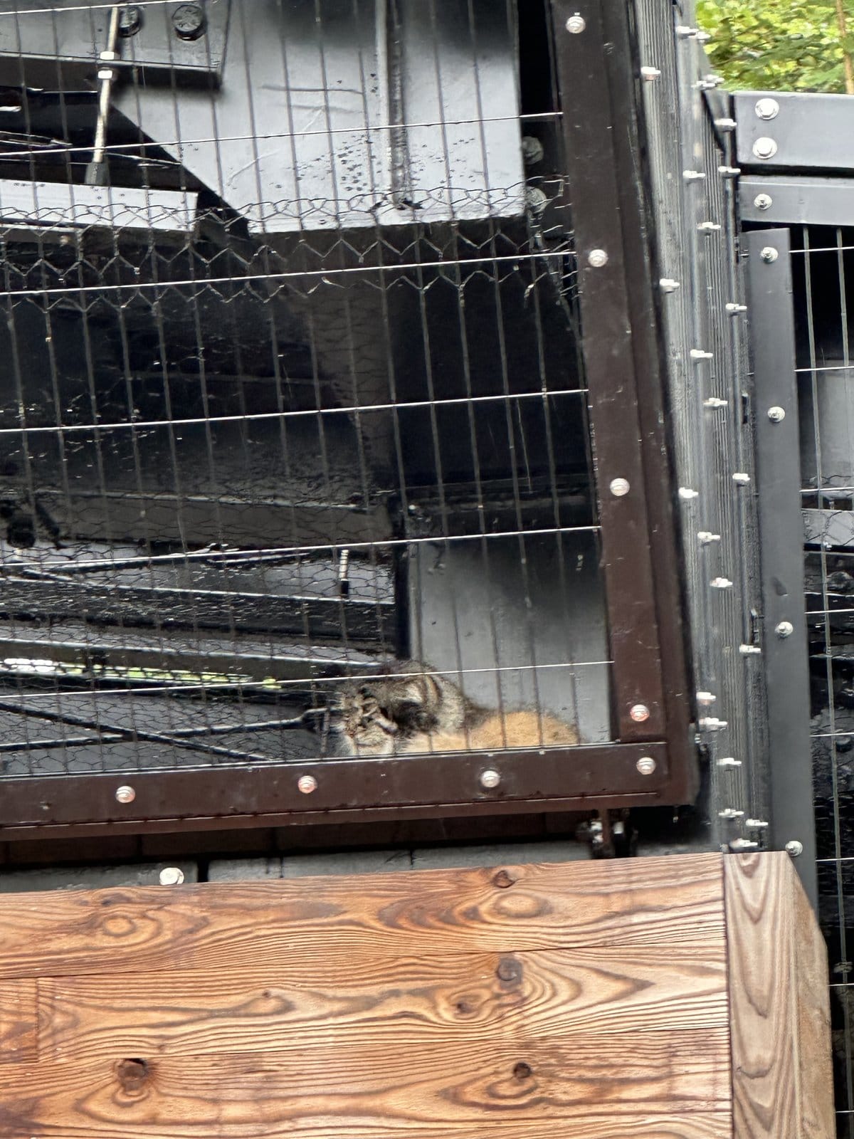 旭山動物園 雨宿りするマヌルネコ 物陰でじっとしている様子