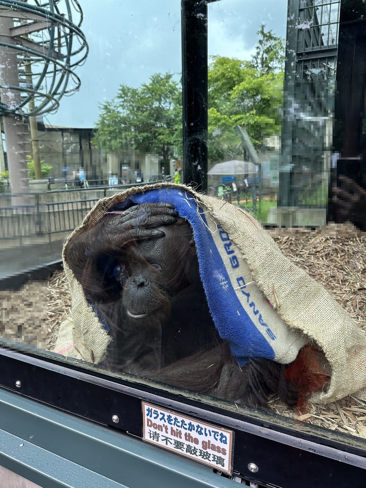 旭山動物園 おらんうーたん館 麻袋を毛布のようにかぶるオランウータン