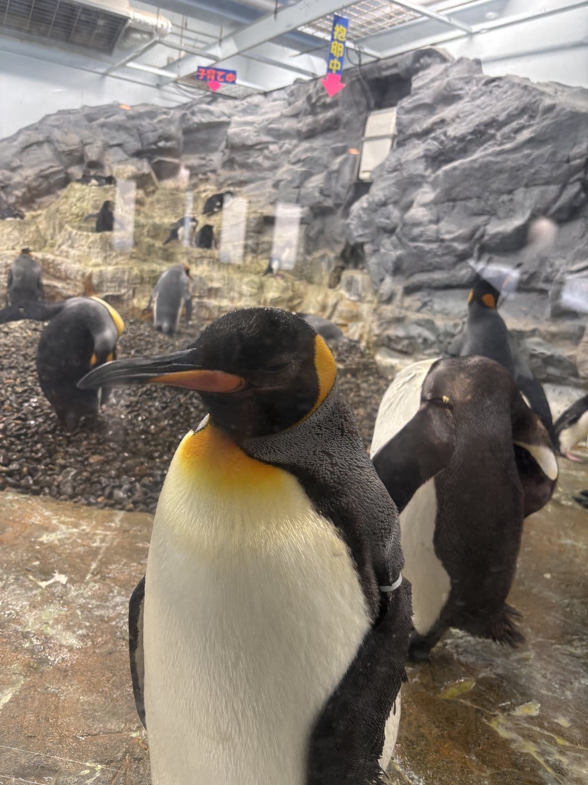 旭山動物園 ぺんぎん館 間近で見るキングペンギン