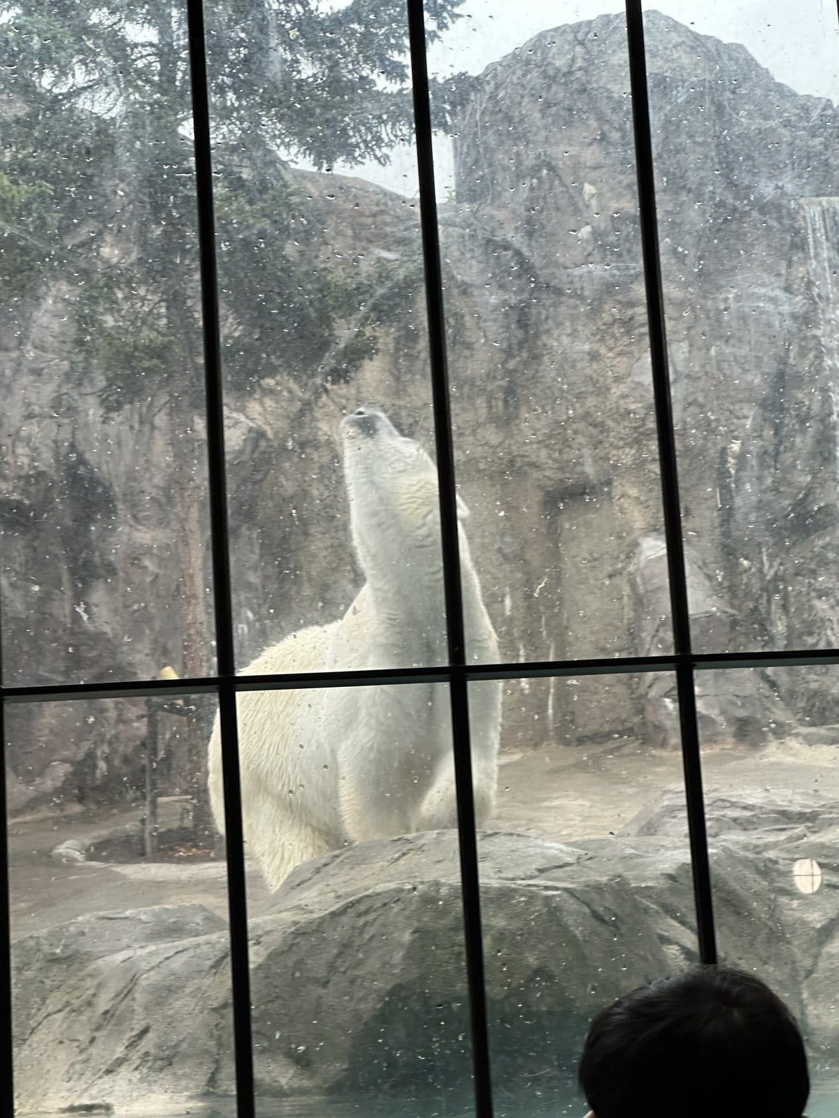 旭山動物園 ほっきょくぐま館 立ち上がるほっきょくぐま 大迫力