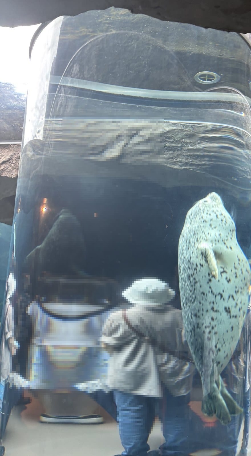 旭山動物園 あざらし館 マリンウェイ 円柱水槽を泳ぐあざらし