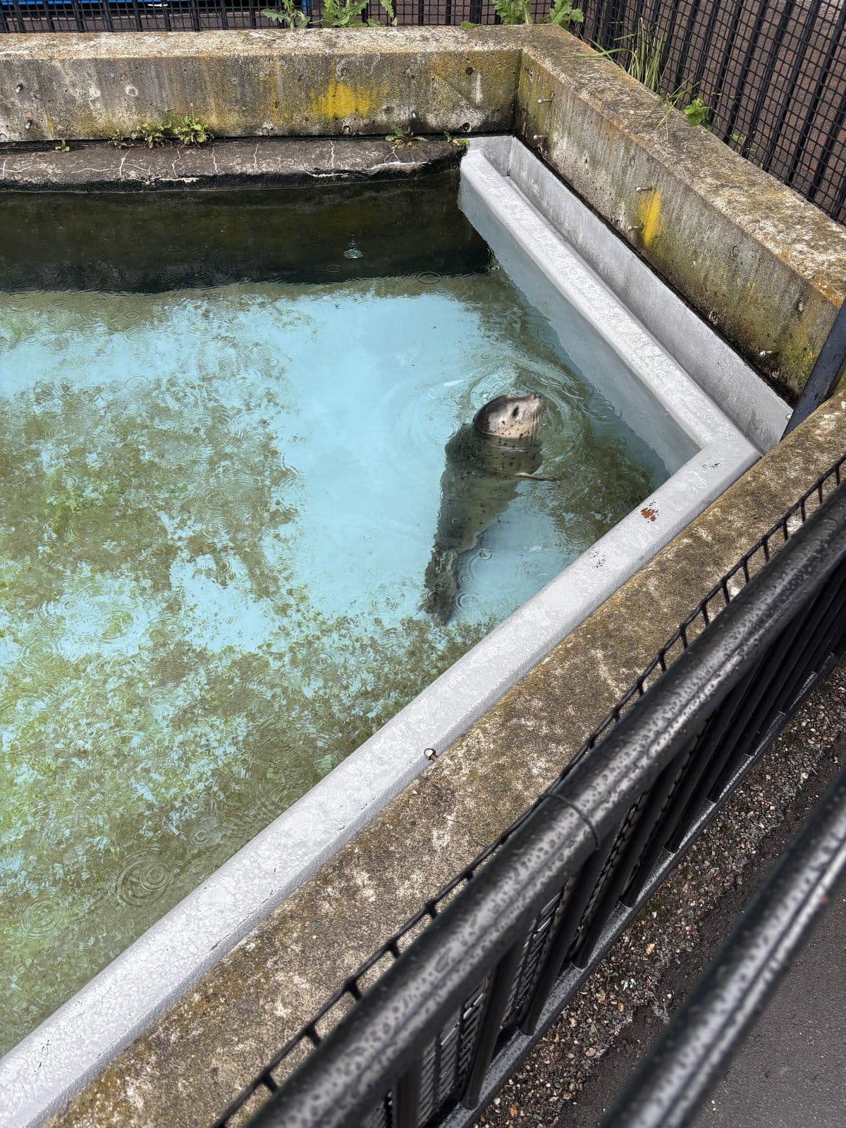 旭山動物園 屋外プールから顔を出すあざらし