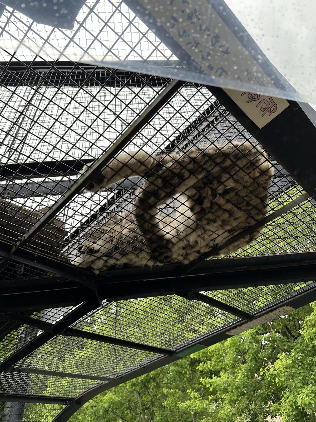 旭山動物園 頭上の通路を歩くユキヒョウを真下から見る