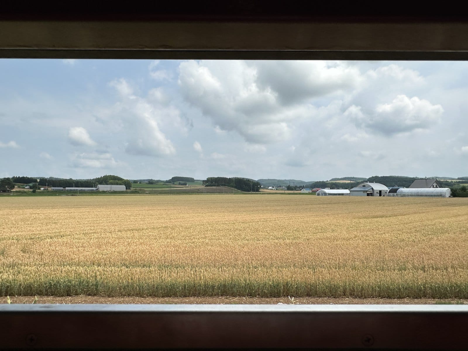 ノロッコ号の窓越しに広がる黄金色の麦畑と農家の風景
