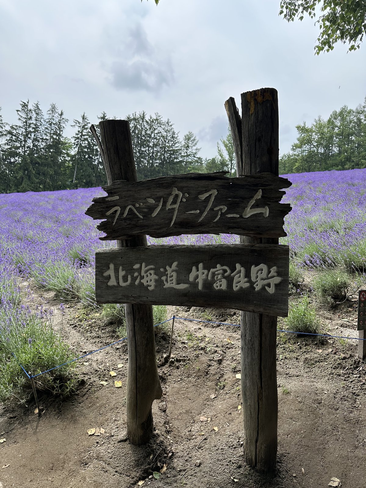 ラベンダー畑を背景にした中富良野ファーム富田の木製看板