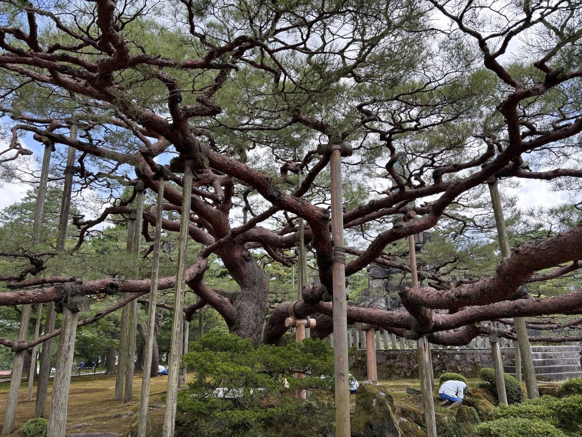 兼六園に生える横に長く伸びた松の枝と、それを支える無数の支柱