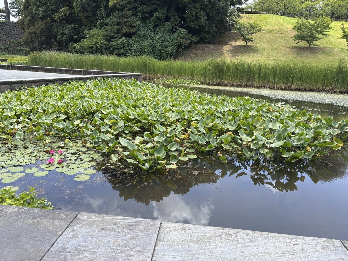 金沢城公園の池に浮かぶスイレンの葉とピンク色の花、奥に広がる芝生