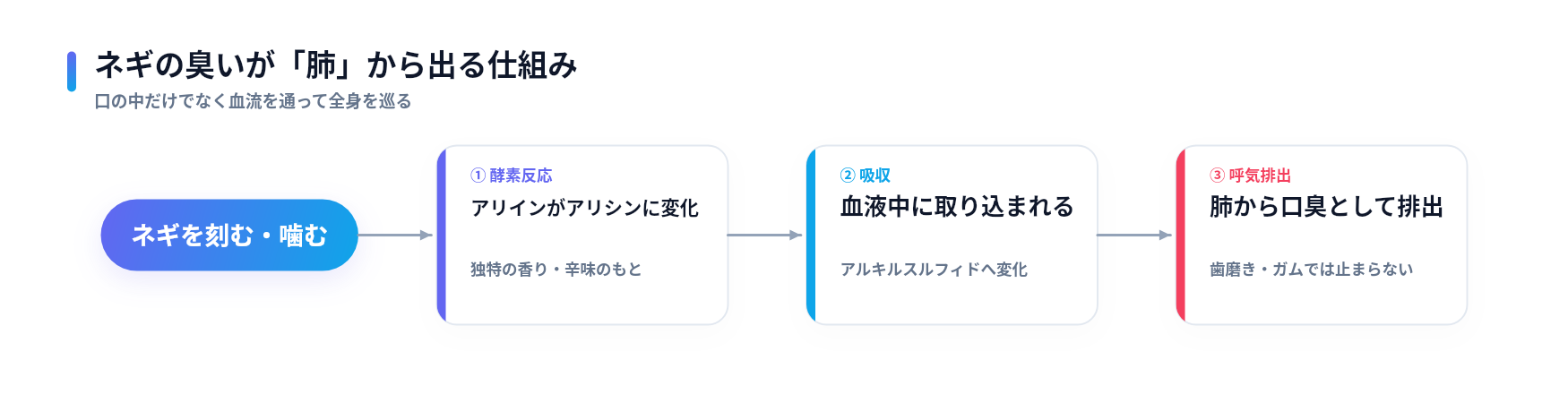 ネギの臭いが酵素反応でアリシンに変化し血液に吸収され肺から呼気として排出される仕組みを示した3ステップの図解